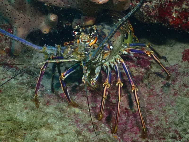 Langosta espinosa del Caribe en una grieta del arrecife