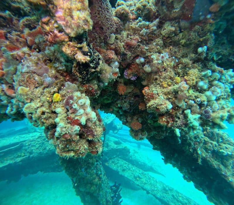 Pilotes del muelle cubiertos de esponjas y corales de colores