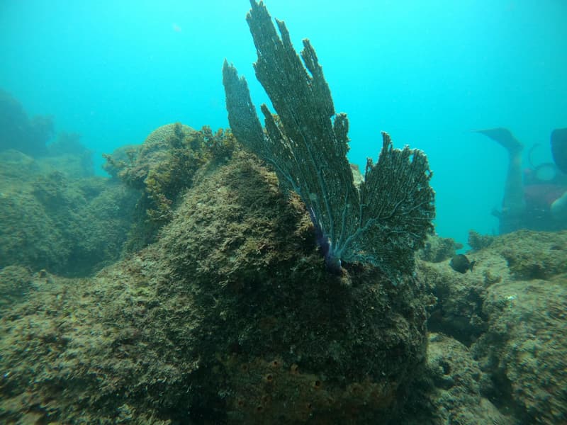 Abanicos de mar y corales blandos en el arrecife