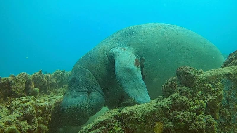 Manatí antillano sobre el fondo marino