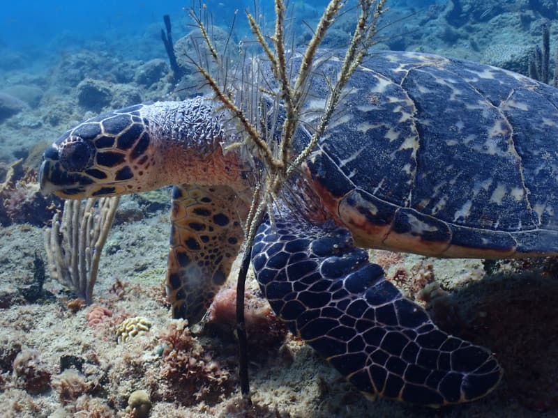 Tortuga carey