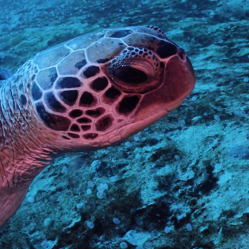 Primer plano de una tortuga marina