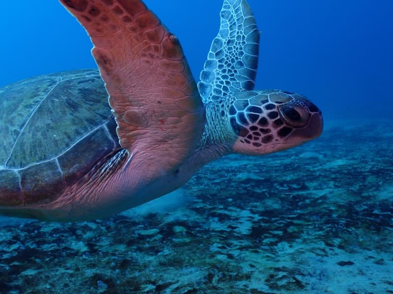 Tortuga marina nadando sobre el arrecife