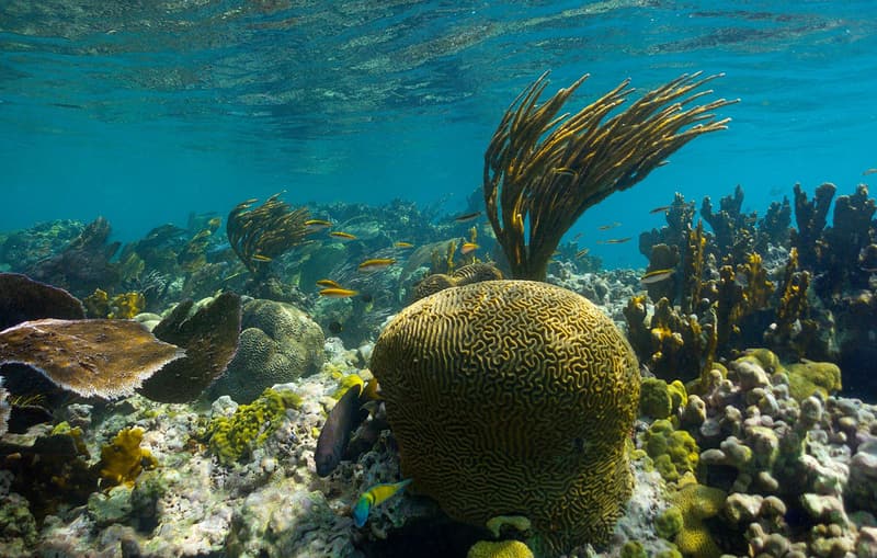 Coral cerebro y varas de mar en un arrecife llano
