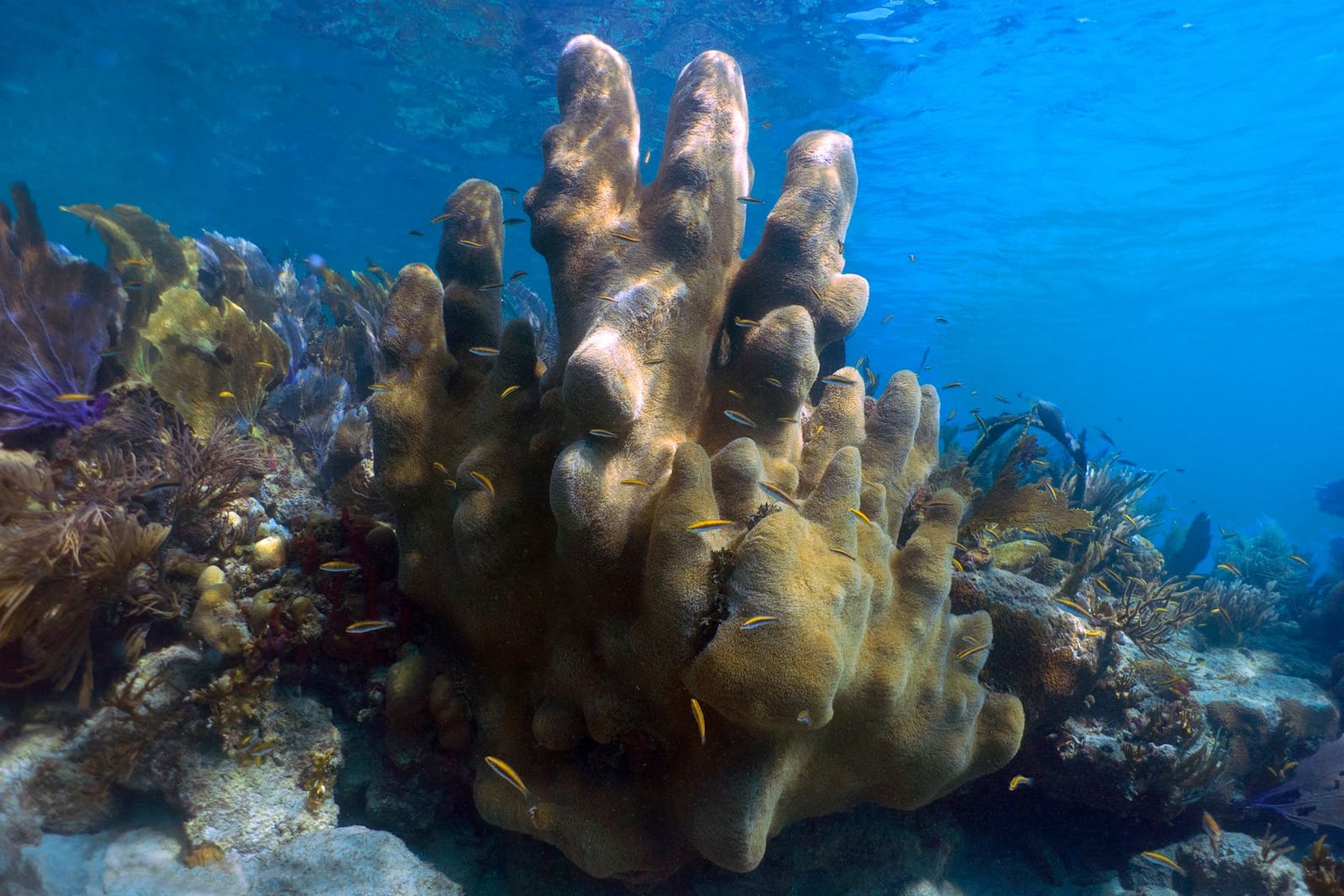 Colonia alta de coral pilar en un arrecife de Culebra