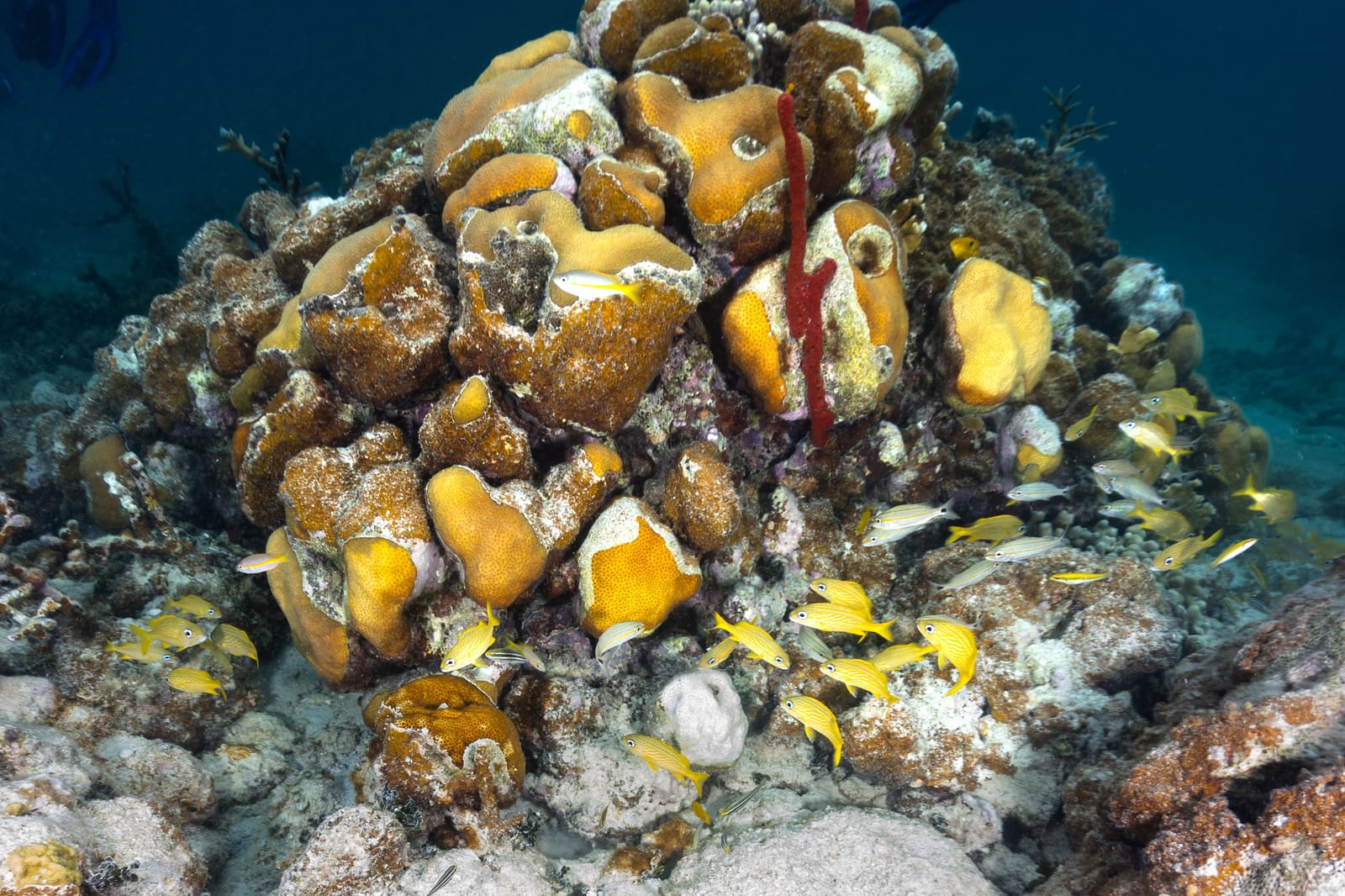 French grunts around a star coral head