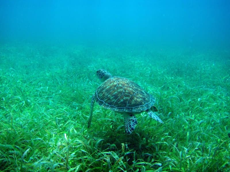 Tortuga verde nadando sobre hierbas marinas