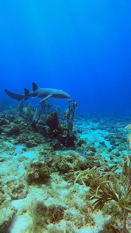 Tiburón gata nadando sobre el arrecife