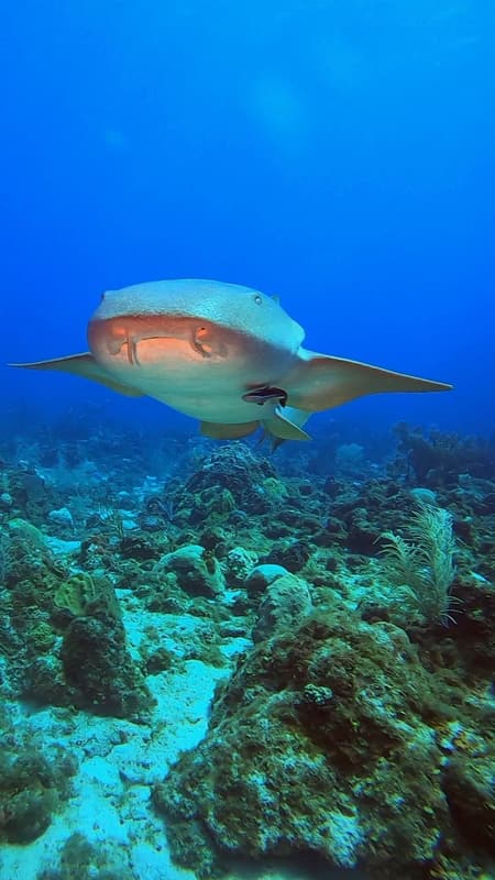 Tiburón gata nadando hacia la cámara