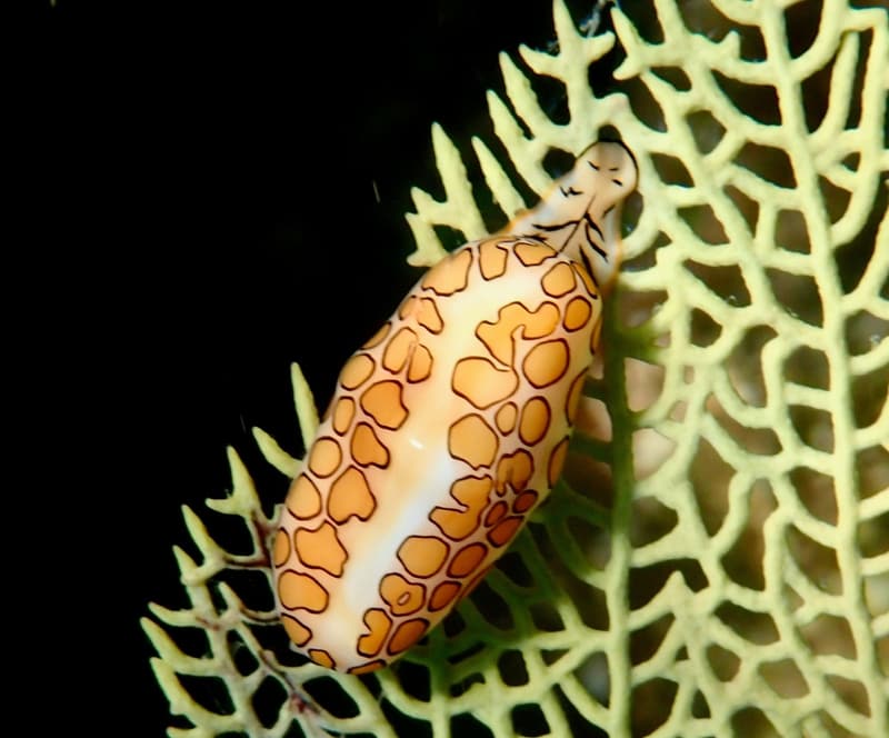 Caracol lengua de flamenco sobre un abanico de mar