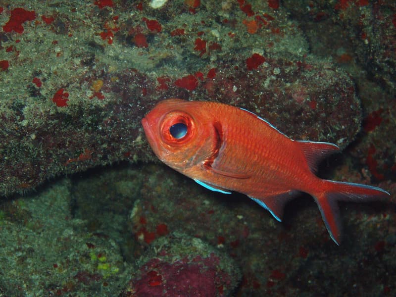 Candil de barra negra frente al arrecife