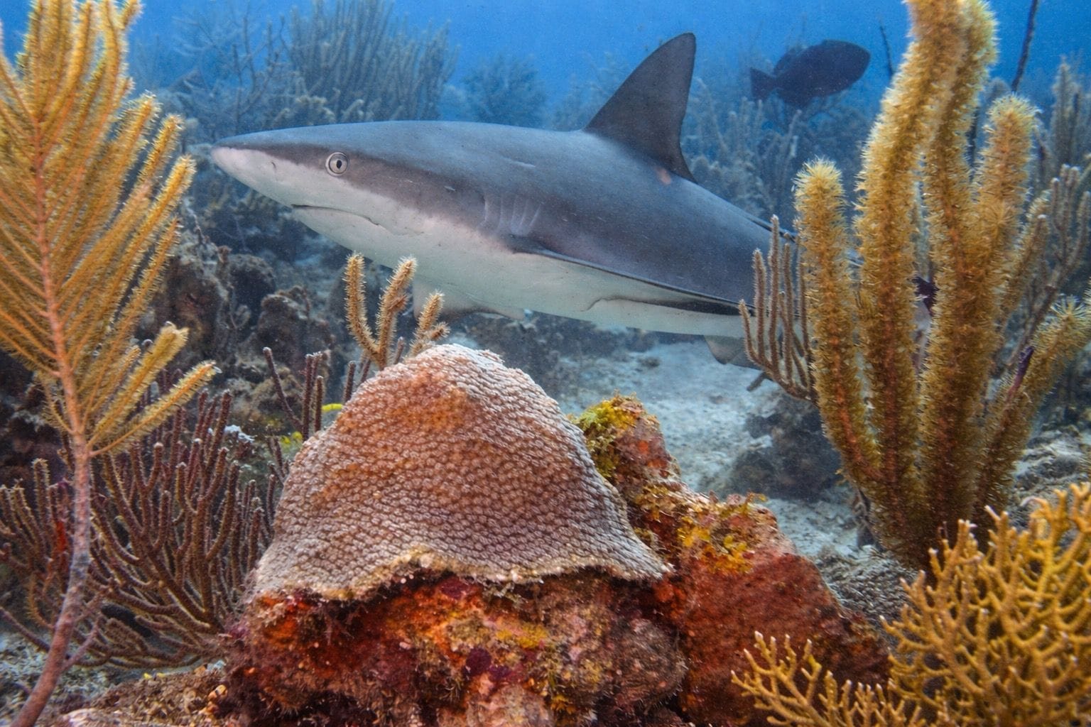 Tiburón de arrecife del Caribe sobre el coral