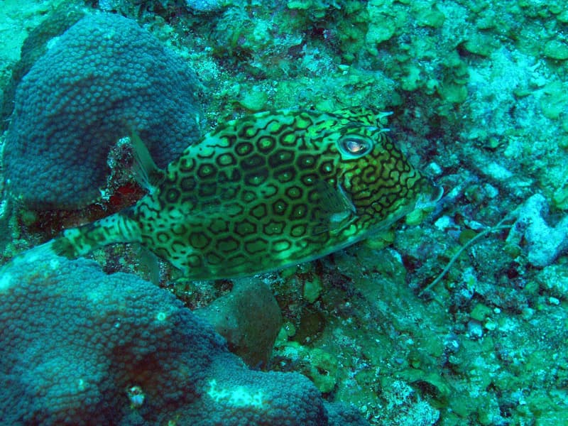 Torito hexagonal entre esponjas