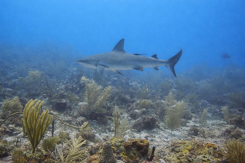 Tiburón de arrecife nadando sobre corales blandos