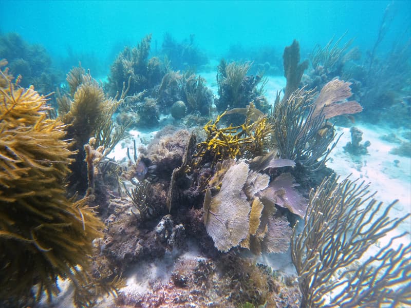 Arrecife con abanicos de mar y corales