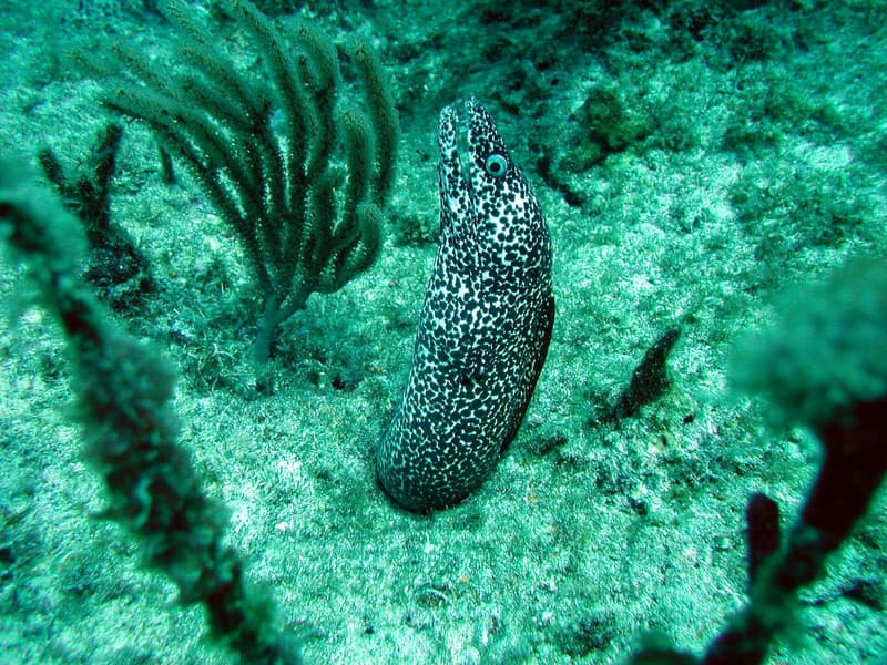 Morena pintada al descubierto entre varas de mar