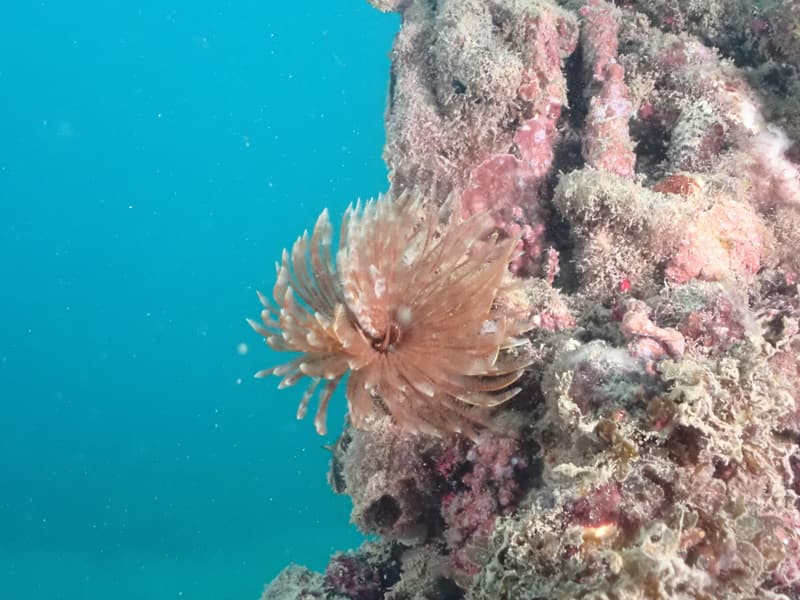 Feather duster worms on an old piling
