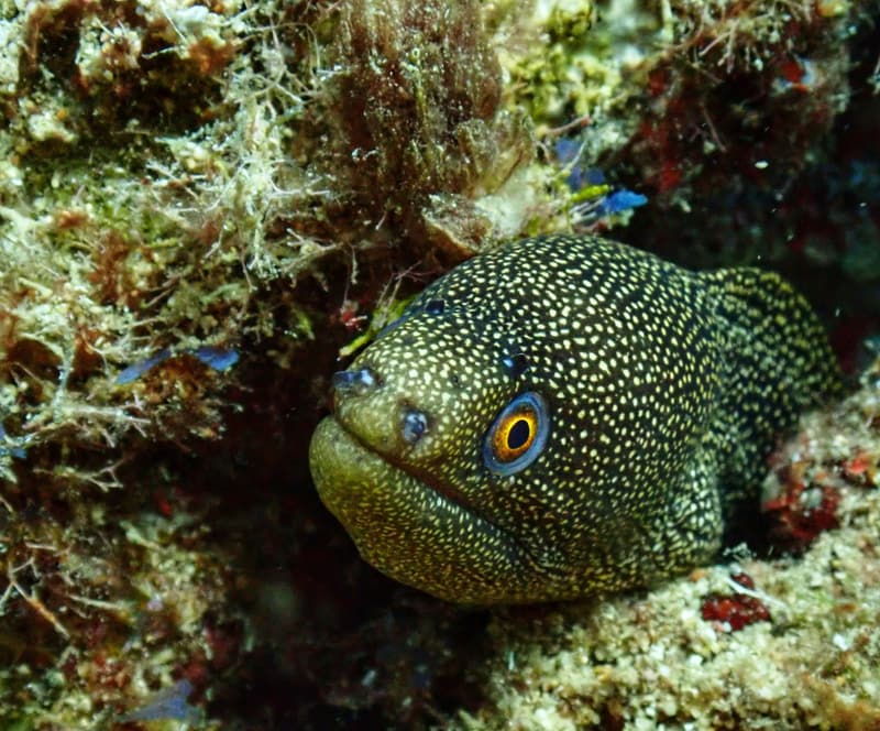 Goldentail moray in the reef