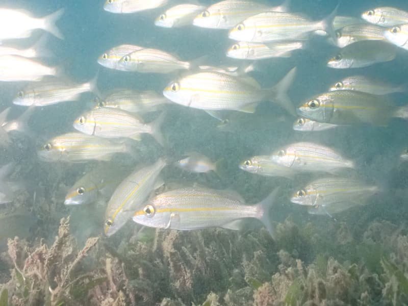 School of fish over seagrass and reef