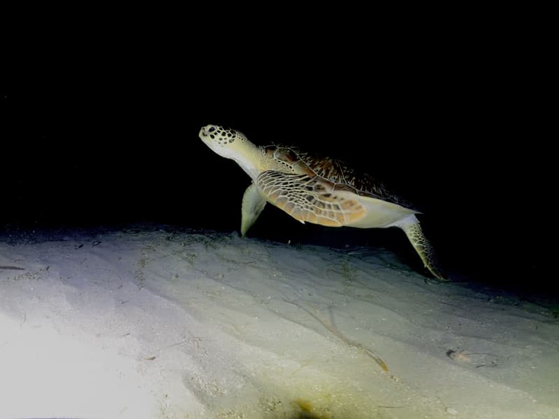 Sea turtle swimming over the sand