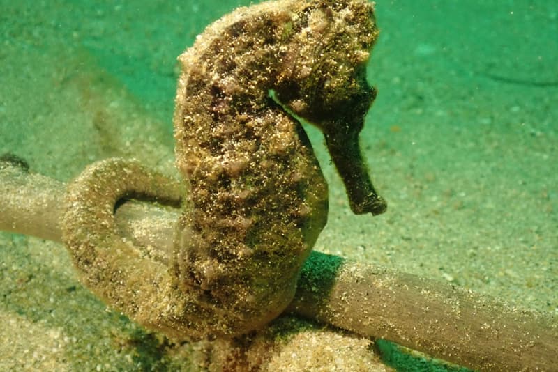 Seahorse holding on to the reef