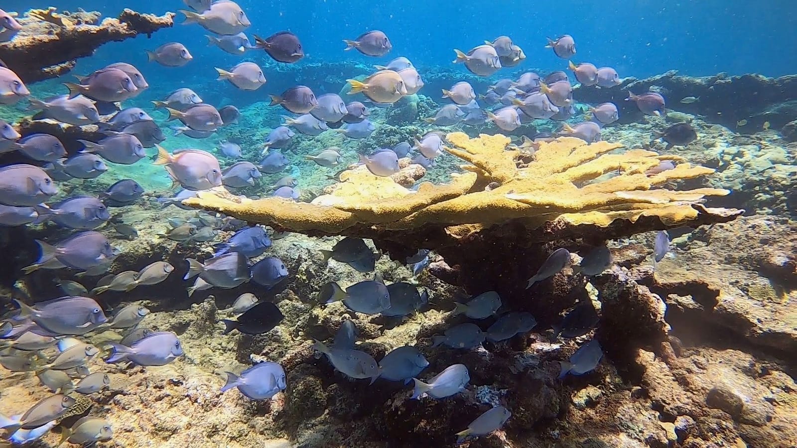 Barberos azules nadando sobre coral cuerno de alce