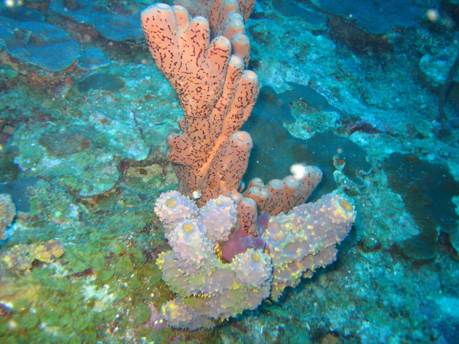 Tube sponges on a reef off Humacao