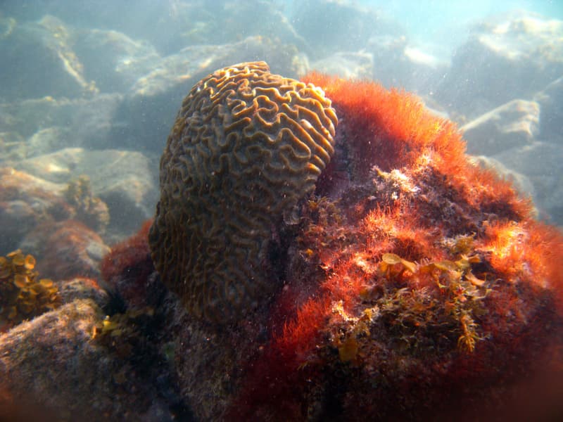 Coral cerebro junto a una roca cubierta de algas