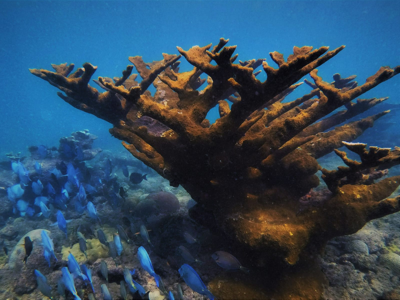 Coral cuerno de alce con barberos azules en la Reserva Marina Tres Palmas