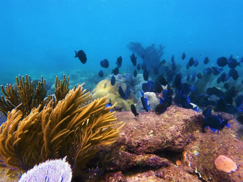 Arrecife con corales blandos y barberos azules en Steps Beach